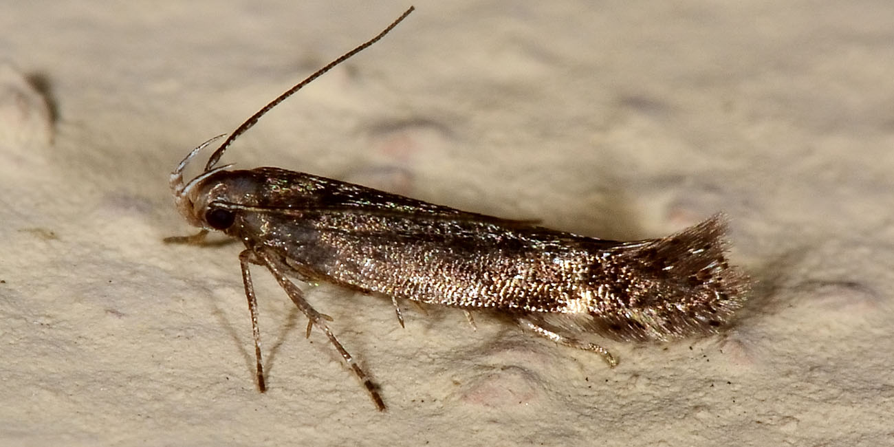 Farfallina da identificare - Cfr. Aproaerema anthyllidella, Gelechiidae